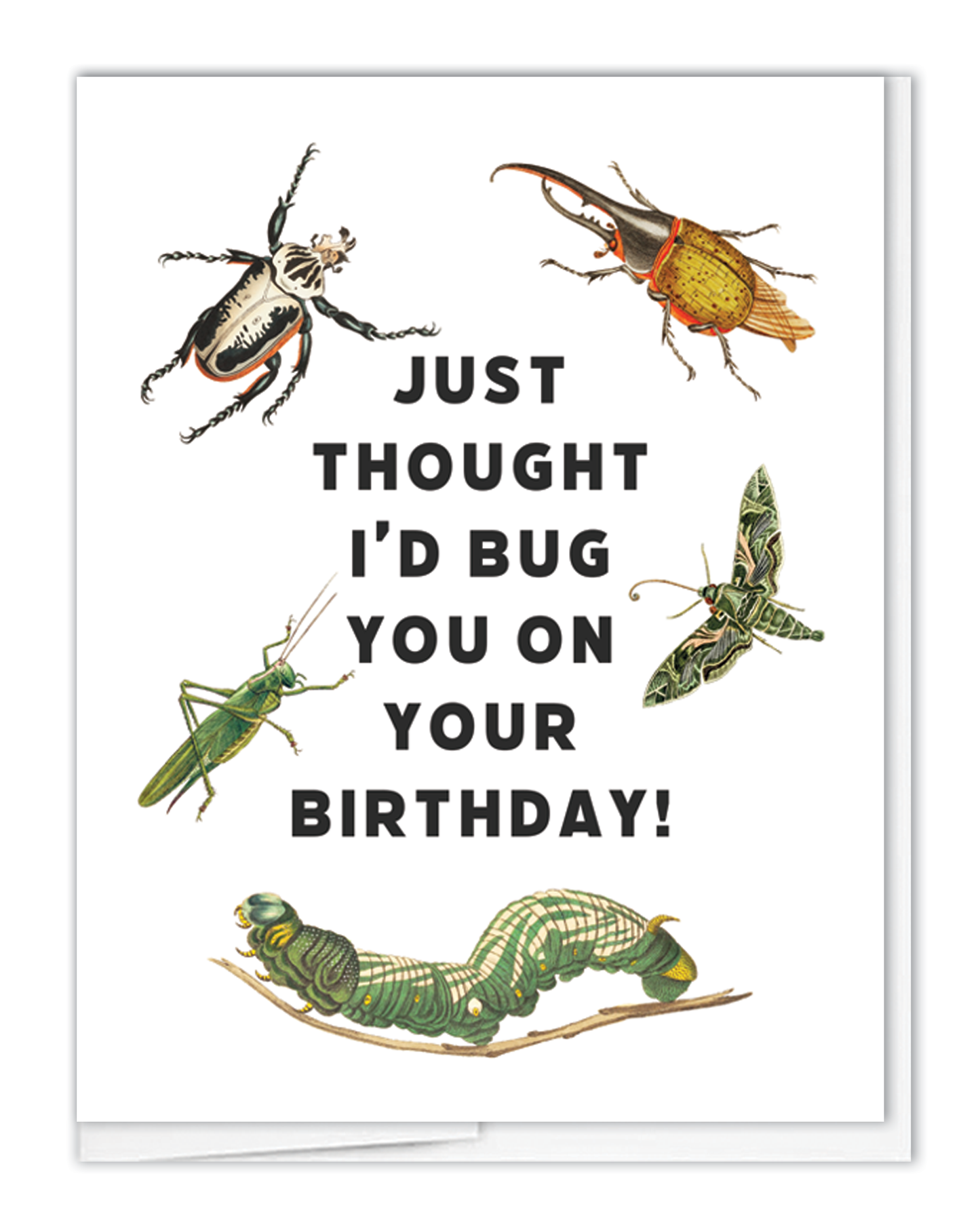 Birthday Bug