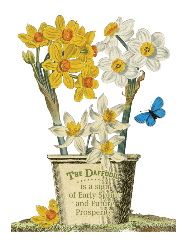 Daffodils