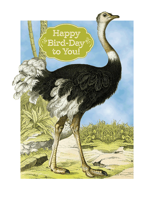 Bird-Day Ostrich