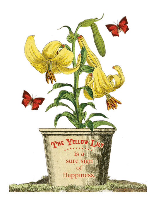 Yellow Lily